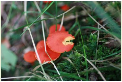 Eine orangerote Edelreizkerfamilie hat sich im Moos nahe am Klosterbach angesiedelt. - Foto: Helgard Patemann